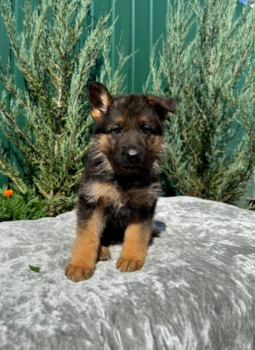 Ophelia German Shepherd Ophelia German Shepherd