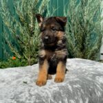 Orianna German Shepherd