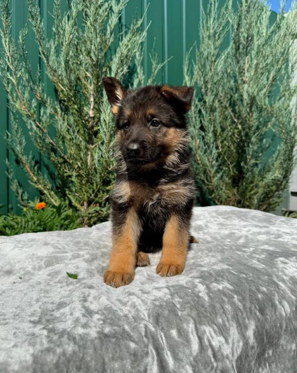 Ophelia German Shepherd Ophelia German Shepherd