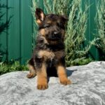 Ophelia-female-German-Shepherd-puppy-for-sale-3