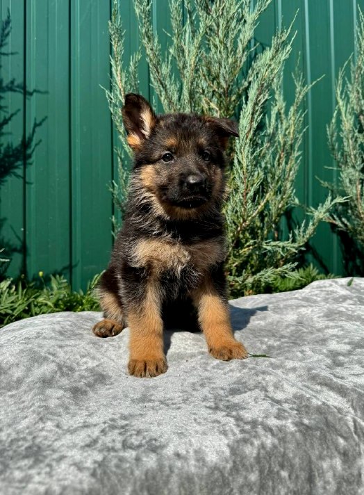 Ophelia German Shepherd Ophelia German Shepherd