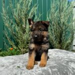 Ophelia-female-German-Shepherd-puppy-for-sale-4