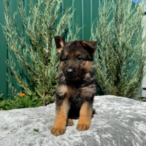 Ophelia German Shepherd Ophelia German Shepherd