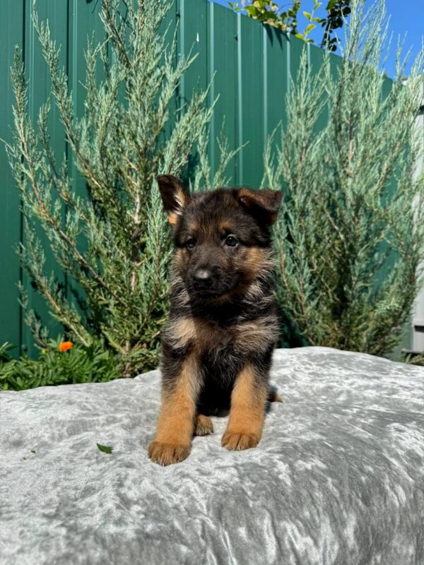 Ophelia German Shepherd Ophelia German Shepherd