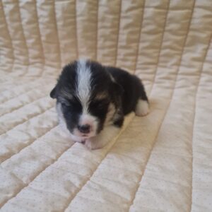 Oprah Welsh Corgi Oprah Welsh Corgi