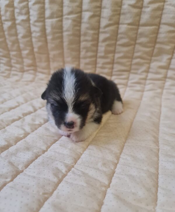 Oprah Welsh Corgi Oprah Welsh Corgi