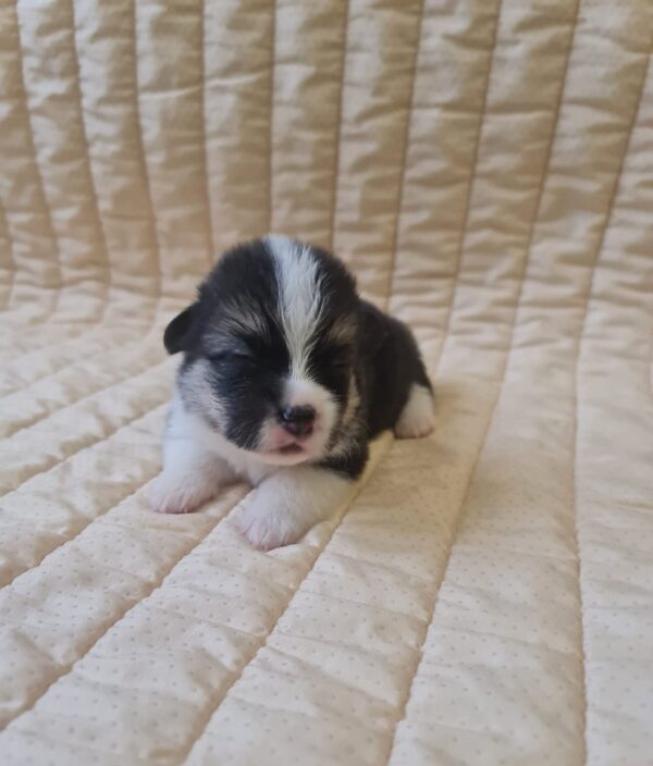 Oprah Welsh Corgi Oprah Welsh Corgi