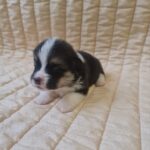 Oprah-female-welsh-corgi-puppy-for-sale-1 (3)