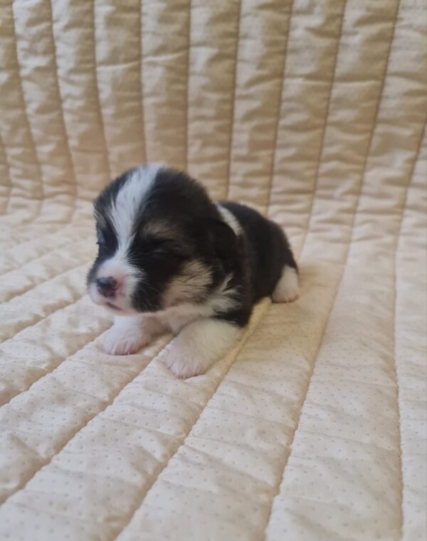 Oprah Welsh Corgi Oprah Welsh Corgi