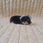 Oprah-female-welsh-corgi-puppy-for-sale-1 (4)