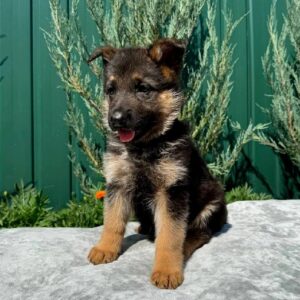 Orianna German Shepherd Orianna German Shepherd