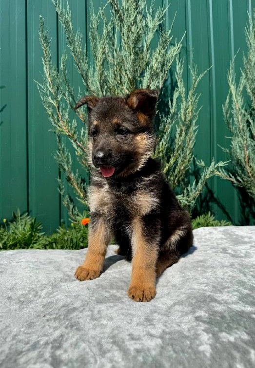 Orianna German Shepherd Orianna German Shepherd