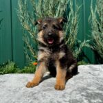 Orianna-female-German-Shepherd-puppy-for-sale-3