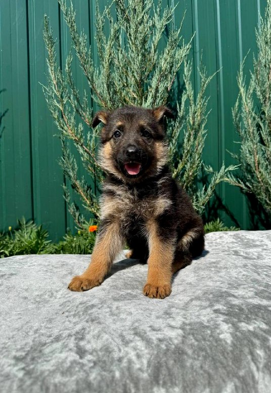 Orianna German Shepherd Orianna German Shepherd