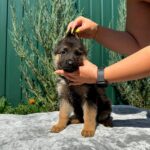 Orianna-female-German-Shepherd-puppy-for-sale-4