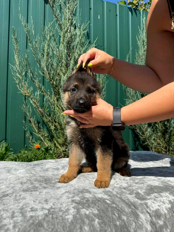 Orianna German Shepherd Orianna German Shepherd