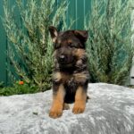 Orianna-female-German-Shepherd-puppy-for-sale-5