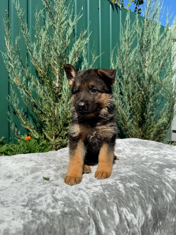 Orianna German Shepherd Orianna German Shepherd