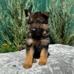 Orianna-female-German-Shepherd-puppy-for-sale-6