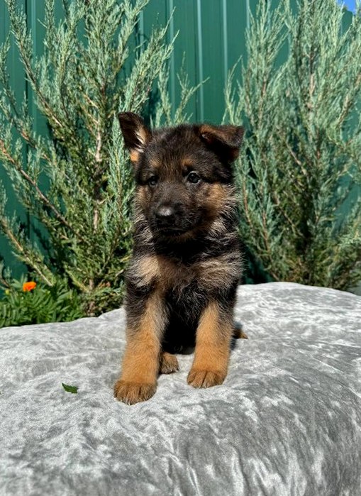 Orianna German Shepherd Orianna German Shepherd