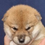 Orion-male-shiba-inu-puppy-for-sale-1 (1)