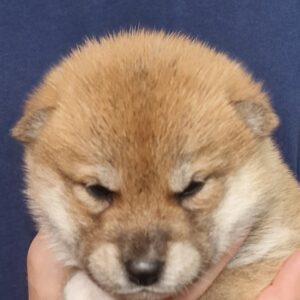 Orion Shiba Inu