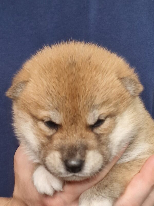 Orion Shiba Inu
