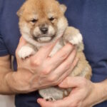 Raphael Shiba Inu