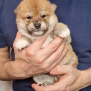 Orion Shiba Inu