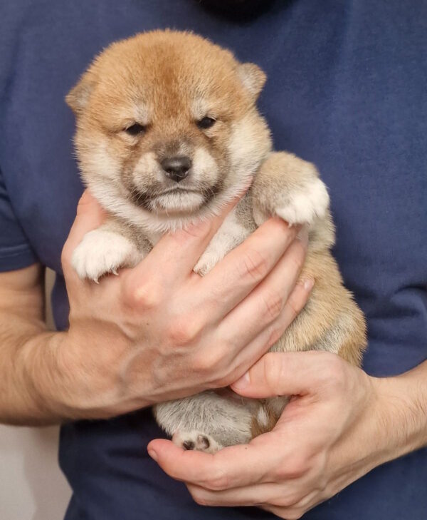 Orion Shiba Inu
