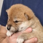 Orion-male-shiba-inu-puppy-for-sale-1 (3)
