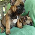 Orly-female-French-bulldog-puppy-for-sale-1