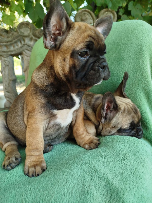 Orly French Bulldog Orly French Bulldog