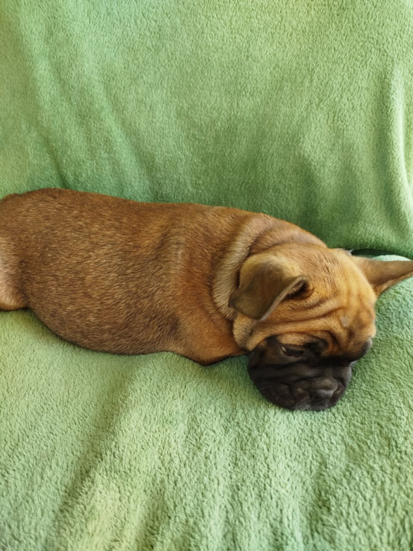 Orly French Bulldog Orly French Bulldog