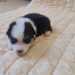 Osip-male-welsh-corgi-puppy-for-sale-1 (1)