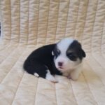 Osip-male-welsh-corgi-puppy-for-sale-1 (2)