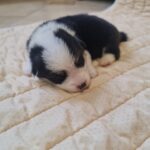 Osip-male-welsh-corgi-puppy-for-sale-1 (3)