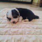 Osip-male-welsh-corgi-puppy-for-sale-1 (4)