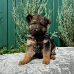 Oskar-male-German-Shepherd-puppy-for-sale-1