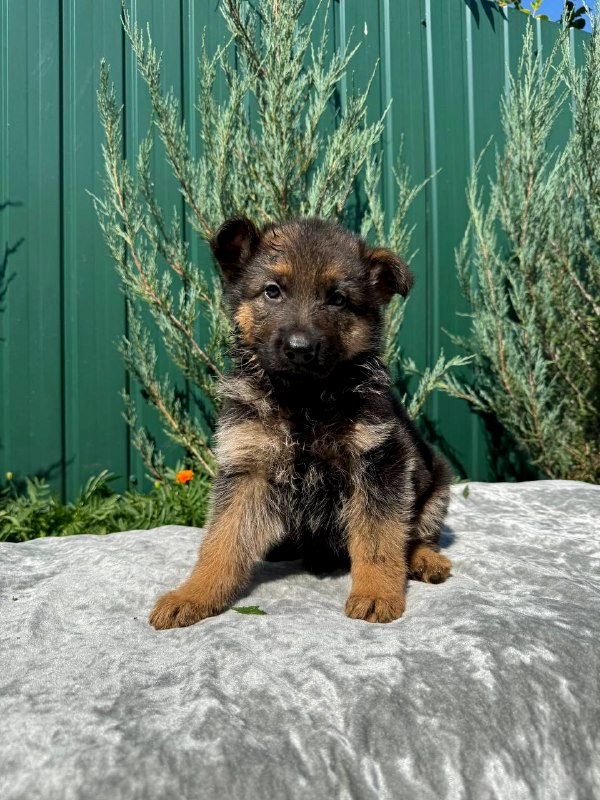 Oskar German Shepherd Oskar German Shepherd