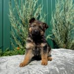 Oskar-male-German-Shepherd-puppy-for-sale-2