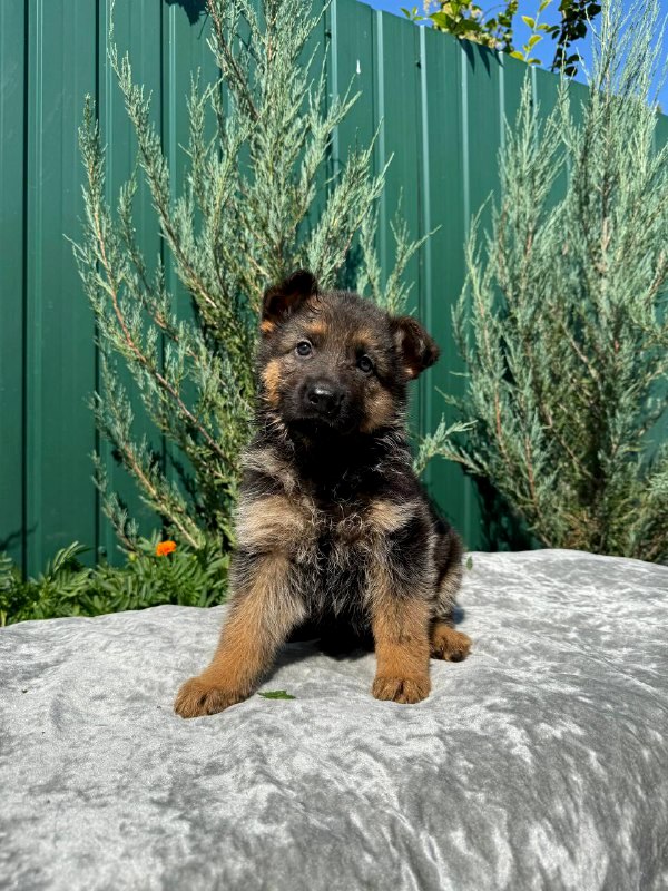 Oskar German Shepherd Oskar German Shepherd