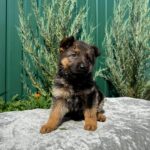 Oskar-male-German-Shepherd-puppy-for-sale-3
