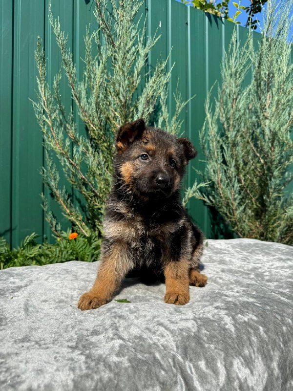 Oskar German Shepherd Oskar German Shepherd