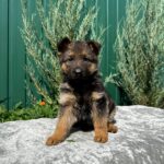 Oskar-male-German-Shepherd-puppy-for-sale-4
