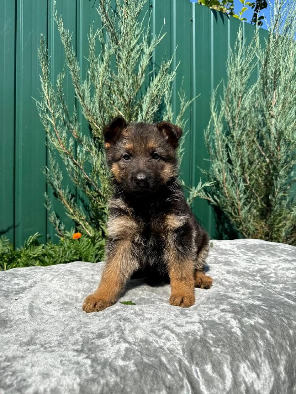 Oskar German Shepherd Oskar German Shepherd