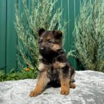 Oskar-male-German-Shepherd-puppy-for-sale-5