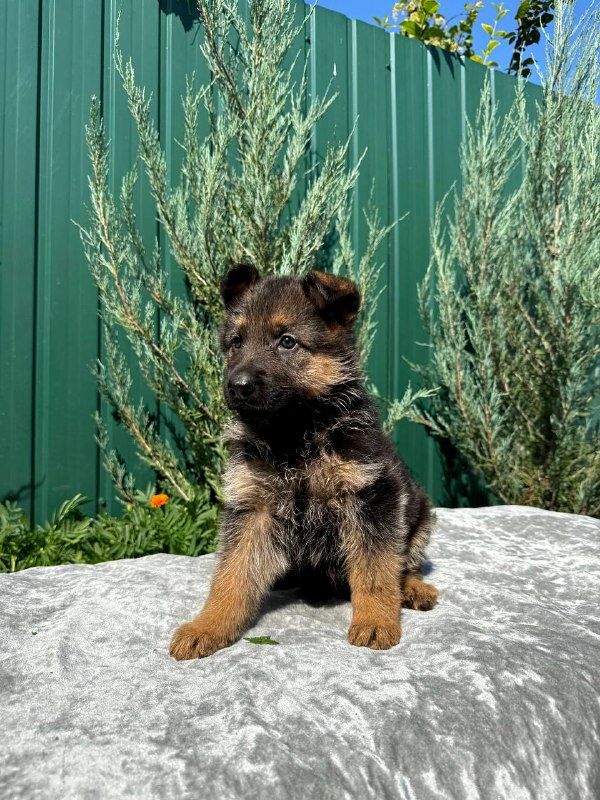 Oskar German Shepherd Oskar German Shepherd