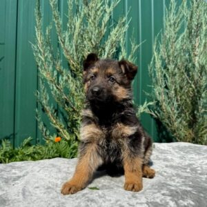 Oskar German Shepherd Oskar German Shepherd