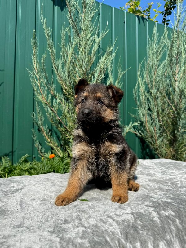 Oskar German Shepherd Oskar German Shepherd